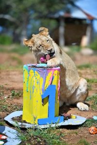 Lion cubs celebrate first birthday with a treat