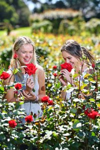 Everything’s coming up roses in Werribee