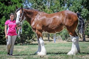 Heavyweight horses on parade in Werribee South