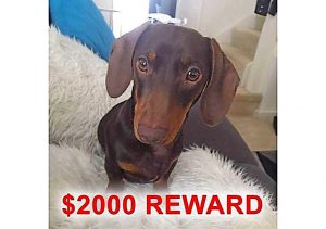 Family of missing pet dog seek community help