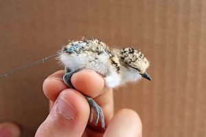 Point Cook plover parents in gender bias