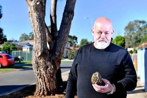 Stoush over nature strip trees