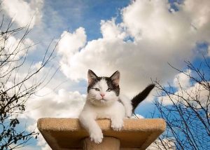 Home time for fab cats