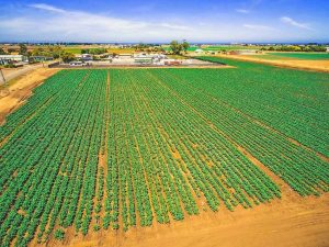 Growing concern for foodbowl future