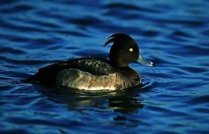 Duck gets top billing