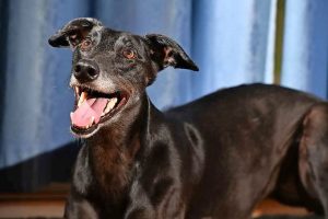 Penny is plenty busy