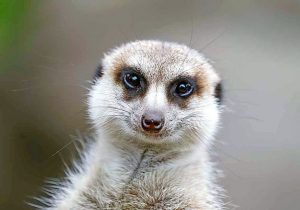 Zoo lobbies for funds