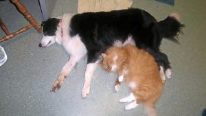 Pet off the hook after bait scare