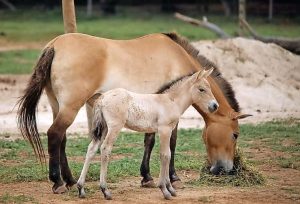 Saving the wild horses