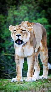 Jarrah’s operation a roaring success