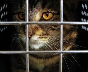 Cat owners cop fines for curfew breaches