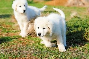 Guard dogs for bandicoots