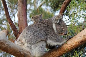 Koala joey pops up at Werribee Zoo