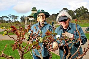 Volunteers promise us a rose garden