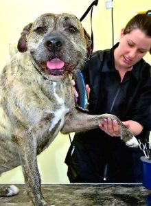 Grooming class lets every dog have its day