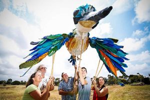 Call of the kookaburra