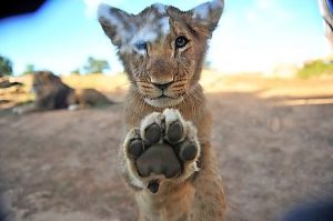 Kids see life in the roar