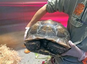 The great Werribee Zoo tortoise riddle